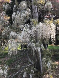 咲き始めた白いフジの花
