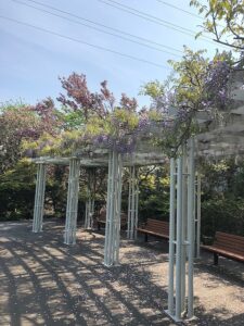 咲き始めた紫のフジの花