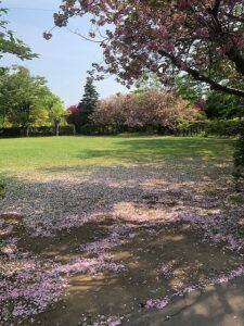芝生広場に落ちているサクラの花弁