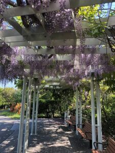 紫色のフジの花