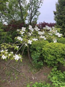 白いハナミズキの花