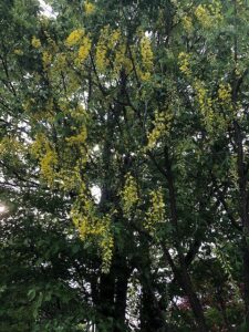 黄色い花のキングサリ