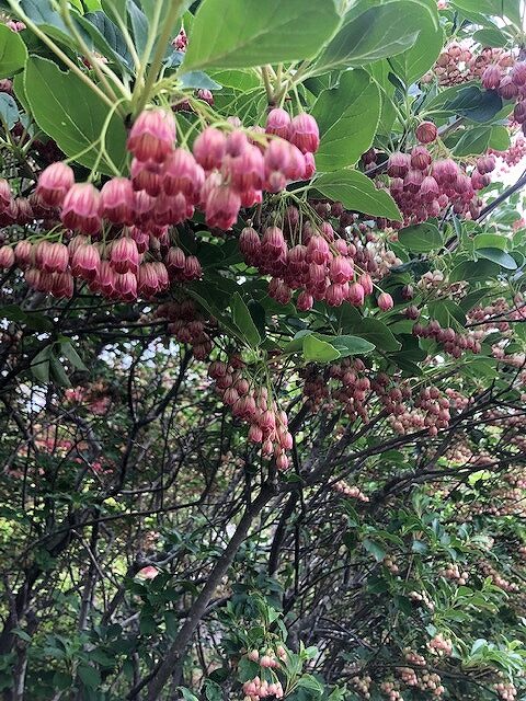 小さい可愛い花のサラサドウダン1