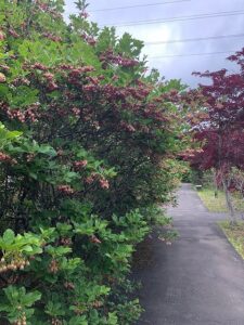 小さい可愛い花のサラサドウダン2