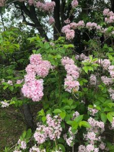 淡いピンクの花のタニウツギ