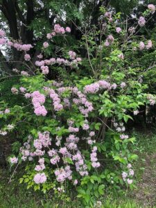 淡いピンクの花のタニウツギ