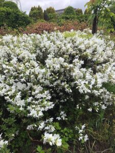 白い花のリュウキュウツツジ