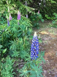 青色と紫色のルピナス