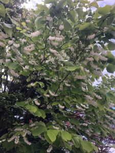 白い花のハクウンボク