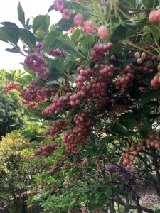 赤い鈴のような花のサラサドウダン