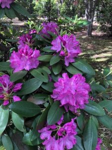 紫色のセイヨウシャクナゲ