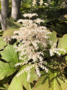 小さい花のヤグルマソウ