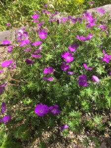 ピンクの花のチシマフウロソウ