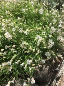 白い鈴のようなシレネユニフローラ