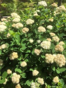 白い綿のようなマルバシモツケ