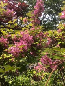 赤い花のタニウツギ