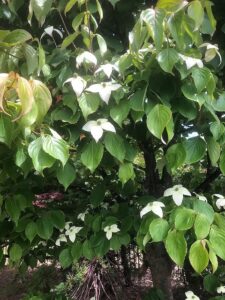 白い花のヤマボウシ