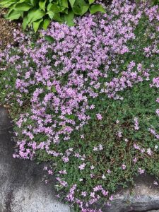 ピンクのシバザクラのようなヒマラヤカスミソウ