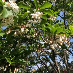 白い可愛らしいエゴノキの花