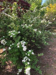 白い手毬のようなコデマリの花
