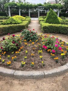 西洋庭園花壇のバラとマリーゴールド