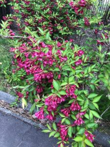 紅色のベニウツギの花