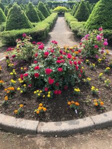 バラやマリーゴールドが咲いている花壇