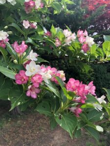 白とピンクの花のハコネウツギ