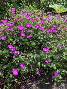 濃いピンク色のチシマフウロソウ