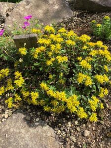 黄色い花のテカリダケキリンソウ