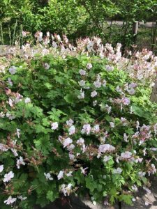 淡いピンク色のスカビオサ