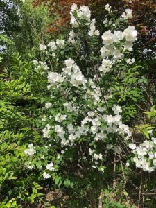 白い花のバイカウツギ