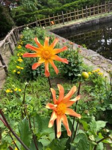 オレンジ色のダリア