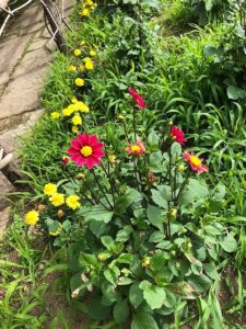 赤い花のダリア