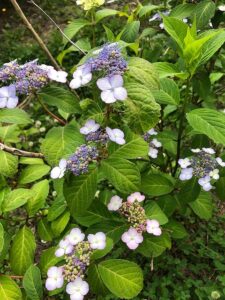 ヤマアジサイの変種のアマチャ