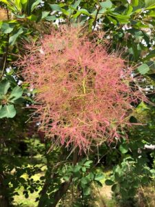 オレンジ色の花のスモークツリー