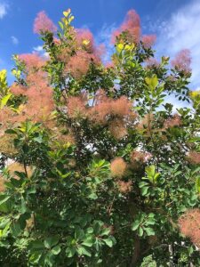 スモークツリー全体