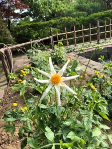 白い花のダリア