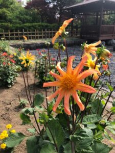 オレンジの花のダリア