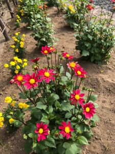 赤い花のダリア