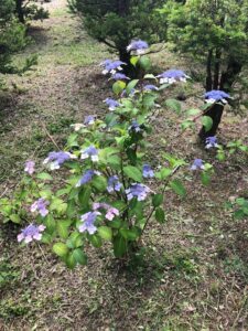 ヤマアジサイの変種のアマチャ