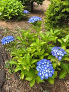 青い花のアジサイ