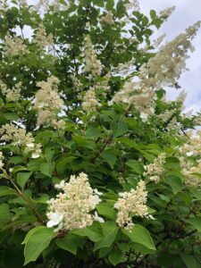 咲き始めたノリウツギ