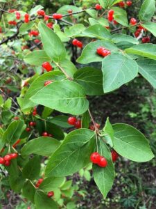 ヒョウタンボクの赤い実