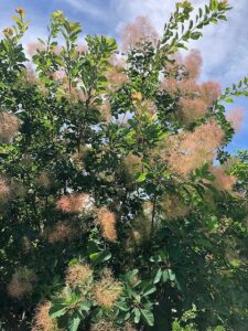 スモークツリーのオレンジ色の花