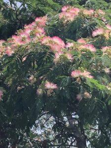 ネムノキのピンクの花