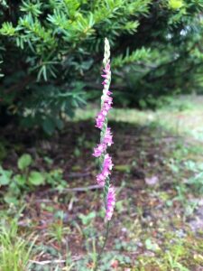 ピンクのネジラン