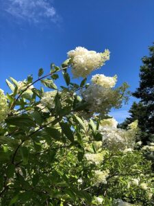 ミナズキの白い花