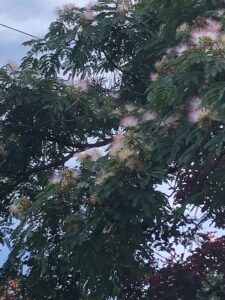 ネムノキのピンク色の花