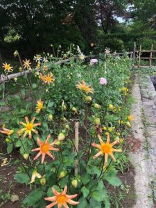 オレンジやピンクのダリア